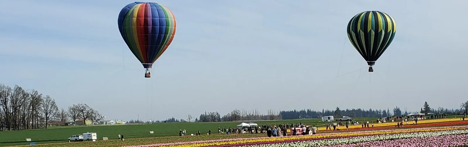 Woodburn Oregon tulip farm
